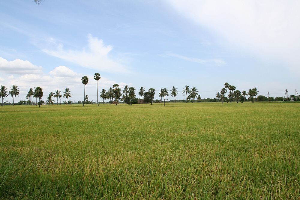 A view of paddy fields, Nellore. Andhra Pradesh has been termed the “the rice bowl of India”. Image source: Wikimedia Commons