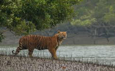 Sundarbans Biosphere Reserve